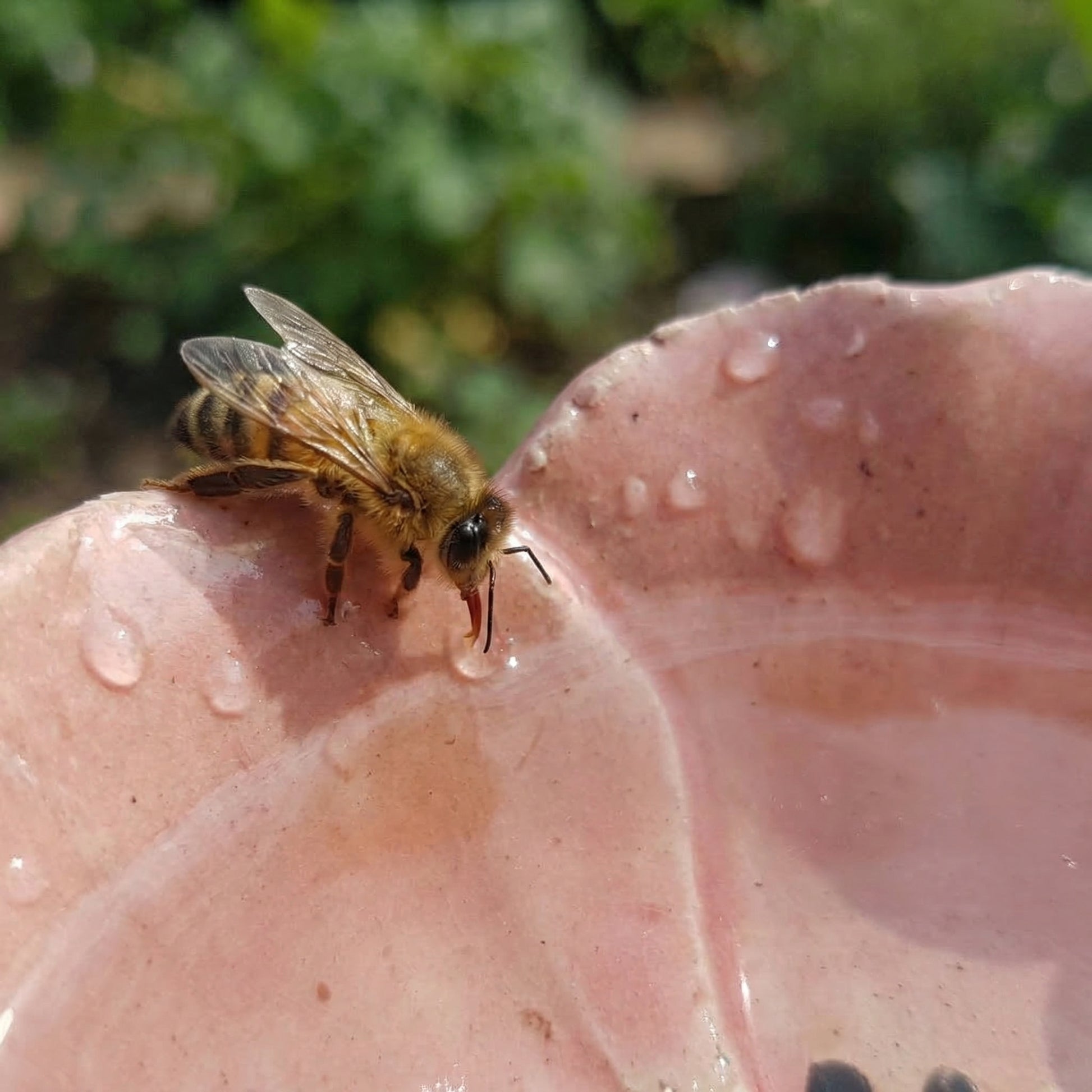 Bee Blossoms (OB)
